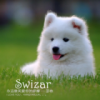 邵帅_萨摩_Swizar